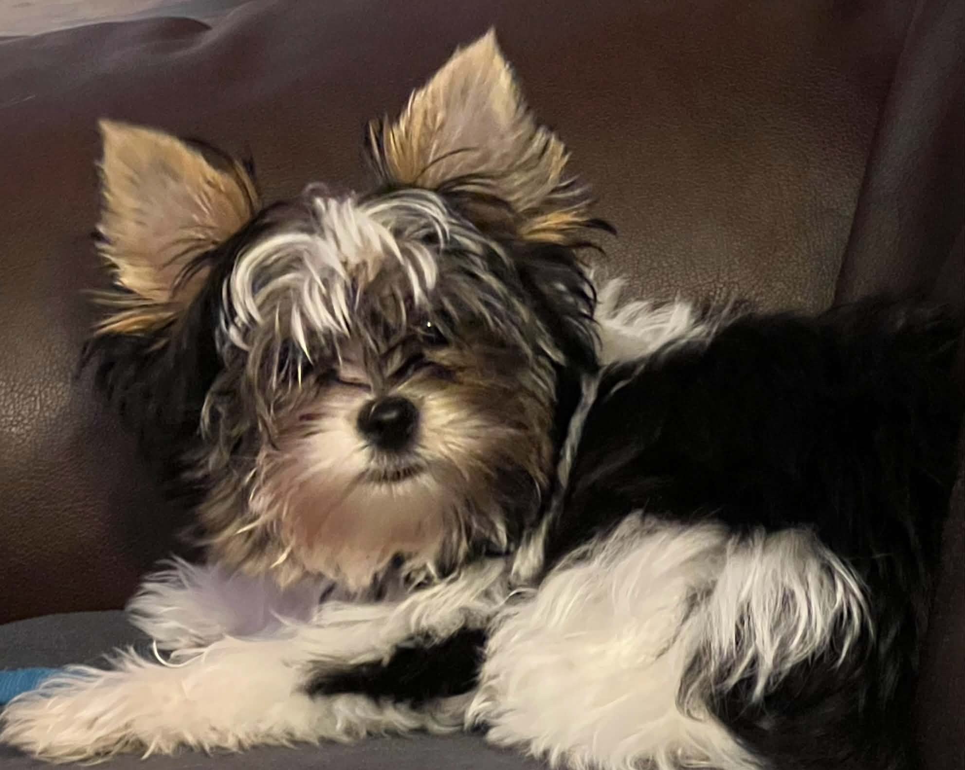 Tully — Parti Yorkie · Proud Papa