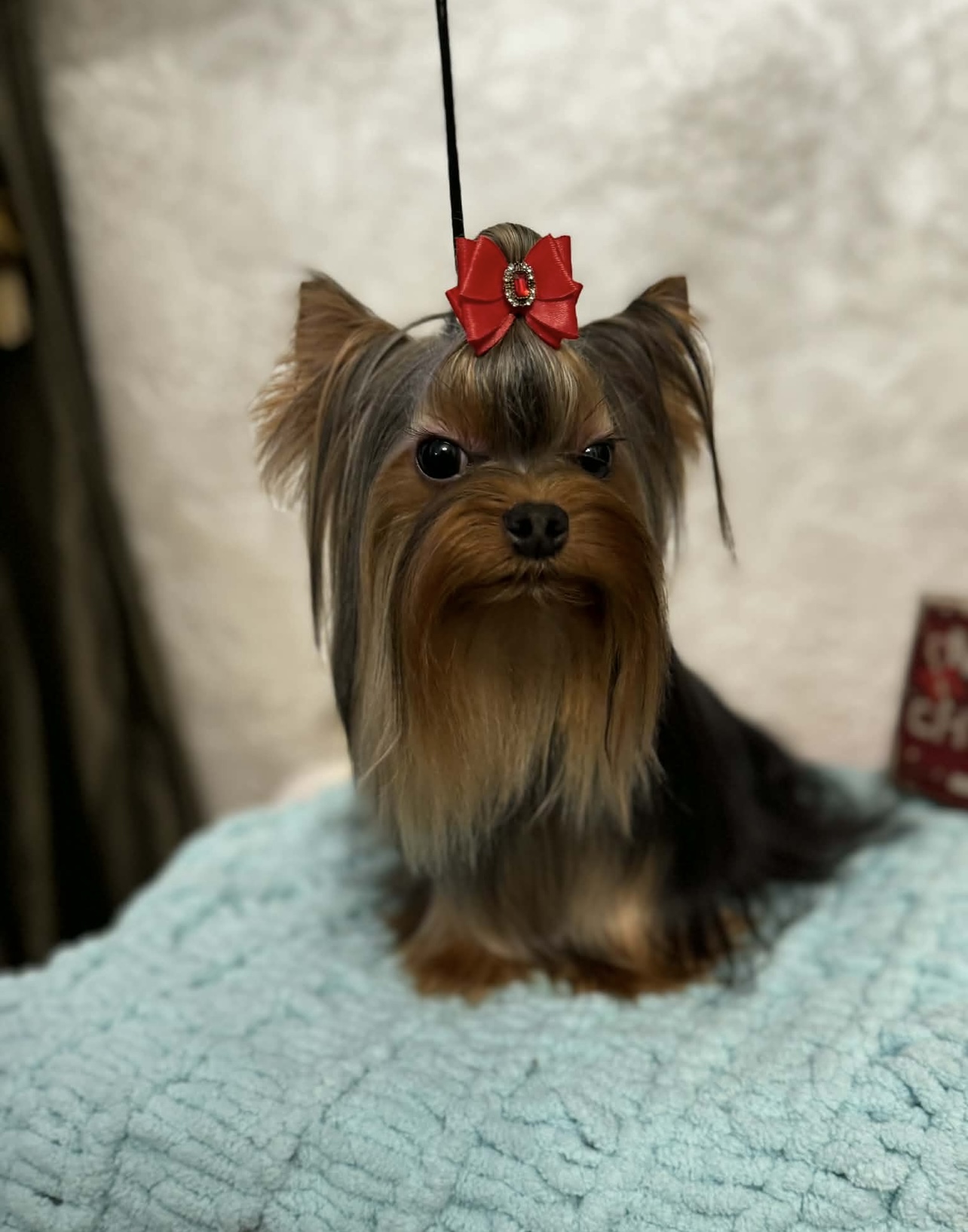 Norris, our European import Yorkshire Terrier, styled with a red bow
