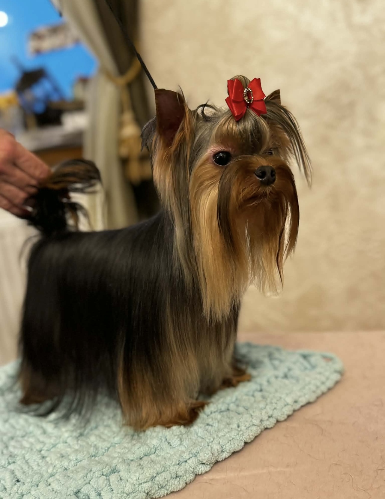 Norris — European Import · 4.5 lbs