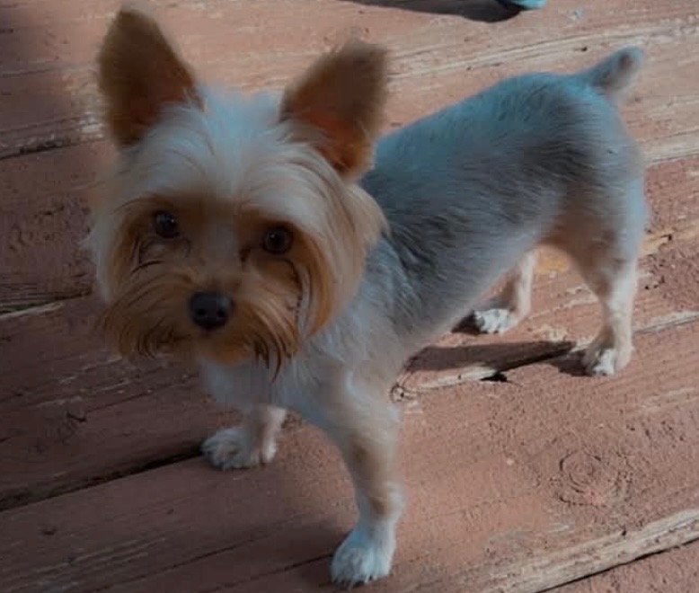 Coco — Chocolate Yorkie · 4.8 lbs