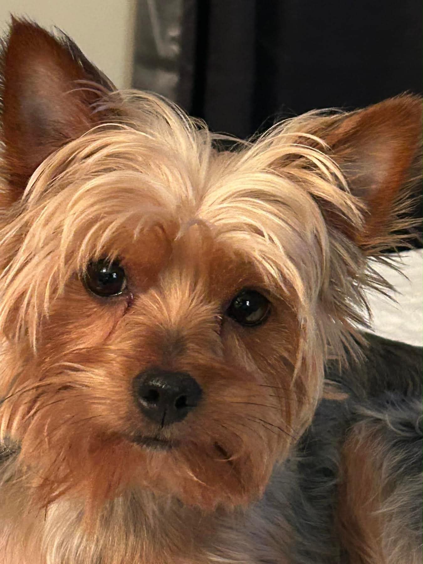 Olga — Yorkie Mama
